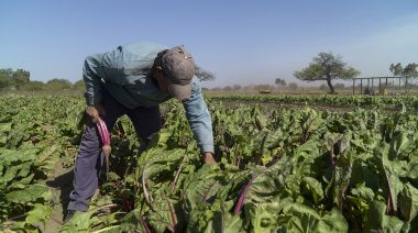 Crisis en las quintas de La Plata: tiran verdura por el derrumbe del consumo y la suba de costos