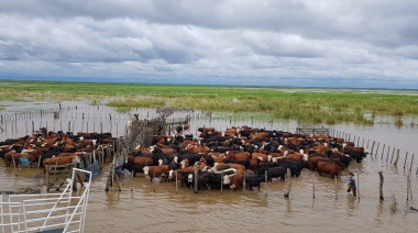 Productores de San Nicolás, Ramallo y San Pedro evacuan ganado