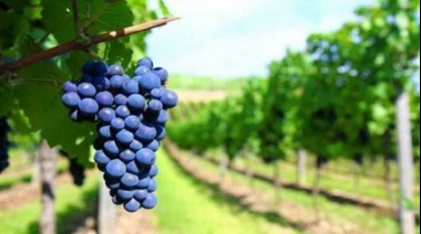 Las exportaciones vitivinícolas argentinas crecieron 24% en septiembre