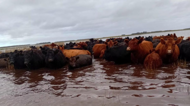 Nación homologó la emergencia agropecuaria en 9 de Julio y Necochea por las inundaciones