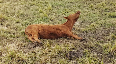 Alerta por una enfermedad neurológica en bovinos a pastoreo