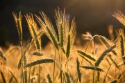 Sin retenciones, el centro y sur bonaerense aportarían 1 mill/tn más de trigo y cebada