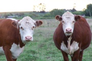 La Plata: denuncian que detrás del robo masivo de ganado está el sector inmobiliario