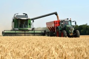 Trigo: precios sin repuntes por la oferta alta