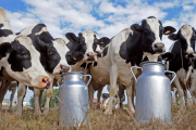 Más de 1.000 tambos cerraron en el país desde que asumió Milei