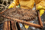 Abejas en la ciudad: crece el impulso de la apicultura urbana en Buenos Aires