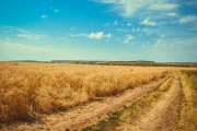 Leve caída en la actividad inmobiliaria rural