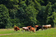 Carnes a la UE: Argentina hace los deberes para cumplir con las exigencias