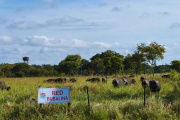 Impulso a la ganadería bubalina como alternativa en el norte argentino