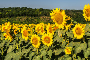 Girasol 2025/26: proyectan la segunda mayor siembra en 20 años