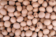 La Secretaría de Agricultura, Ganadería y Pesca incorpora inteligencia artificial para identificar variedades de soja
