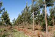 Se incrementó la superficie de plantaciones forestales en más de 48.000 hectáreas nuevas