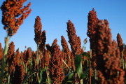 Finalizó la cosecha de sorgo con una producción de 3,1 mill/tn