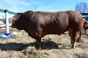 Limousin, presente en la 78º Exposición de la Sociedad Rural de Jesús María, Córdoba