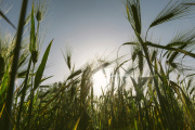 Las lluvias de Santa Rosa mejoran la condición del trigo, aunque preocupan los excesos hídricos