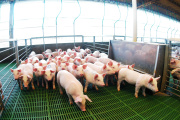 Argentina marcó un récord en faena y producción de carne porcina