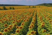Aumenta la superficie estimada para el girasol
