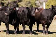 La genética bovina argentina ingresa al mercado de Panamá