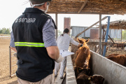 Aftosa: El campo cuestionó declaraciones de la la Secretaria de Agricultura de Estados Unidos