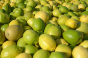 Las exportaciones de frutas crecieron 18% en volumen y 12% en valor