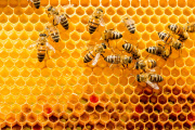 Desarrollan una herramienta biotecnológica para proteger las abejas