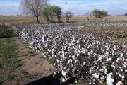 La producción algodonera atravesó ‘el peor año’