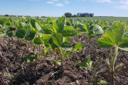 La siembra de soja ya cubrió más del 12% de la superficie proyectada
