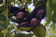 Productores eligen la nuez pecán como alternativa productiva