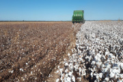 La siembra del cultivo de algodón avanza sin mayores inconvenientes