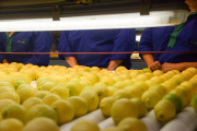 Las exportaciones de cítricos agrios crecieron 36% en valor y alcanzaron el récord de los últimos 20 años