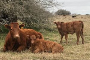 Científicos argentinos desarrollan una molécula artificial que reduce la bacteria Escherichia coli en bovinos