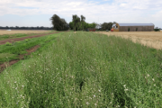 Los bordes con vegetación nativa mejoran el rinde agrícola y reducen el uso de agroquímicos