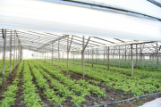 Productores de La Plata alertan por una severa crisis por costos dolarizados y caída del consumo
