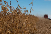La cosecha de soja cubrió el 99% del área apta y consolida muy buenos rindes