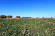 El INTA asocia el manejo agrícola con cambios clave en la estructura del suelo y el carbono