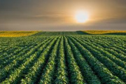 La cosecha de soja en la región de Bahía Blanca finalizó con rindes excelentes