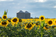 Proyectan tres millones de hectáreas de girasol para la campaña 2026/27