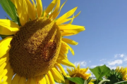 El girasol proyecta alcanzar nuevamente las 3 millones de hectáreas en la campaña 2026/27