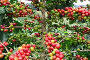 El norte argentino impulsa la producción de café de especialidad para diversificar sus economías regionales