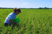 El INTA define una estrategia de fertilización para potenciar el rendimiento del arroz Angirú