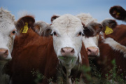El SENASA incorpora una prueba rápida en leche para reforzar el diagnóstico de brucelosis bovina