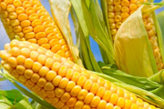 La actividad de la cadena agropecuaria alcanzó un nuevo récord histórico durante junio