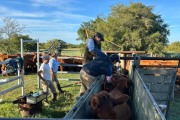 Ruralistas rechazaron el nuevo sistema de trazabilidad veterinaria implementado por el Senasa