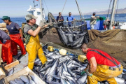 La pesca marítima registró un aumento del 16% en los desembarques durante 2026