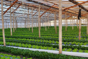 Productores del Cordón frutihortícola de La Plata denuncian una situación crítica