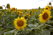 Más de la mitad de las exportaciones argentinas son del agro: el girasol y la yerba las sorpresas