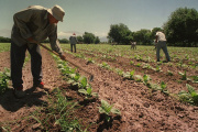 Crece el contrapunto entre UATRE y CAME por los planes sociales en las cosechas regionales