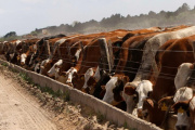 El SENASA simplificó la inscripción de feedlots y eliminó trámites ambientales y de uso de suelo