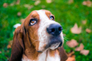 Si tenés un perro salchicha te esperan en Dolores: de qué se trata el Encuentro Salchichero