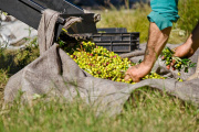 Impulsan beneficios fiscales y créditos para extender la producción de olivos en el sudoeste bonaerense